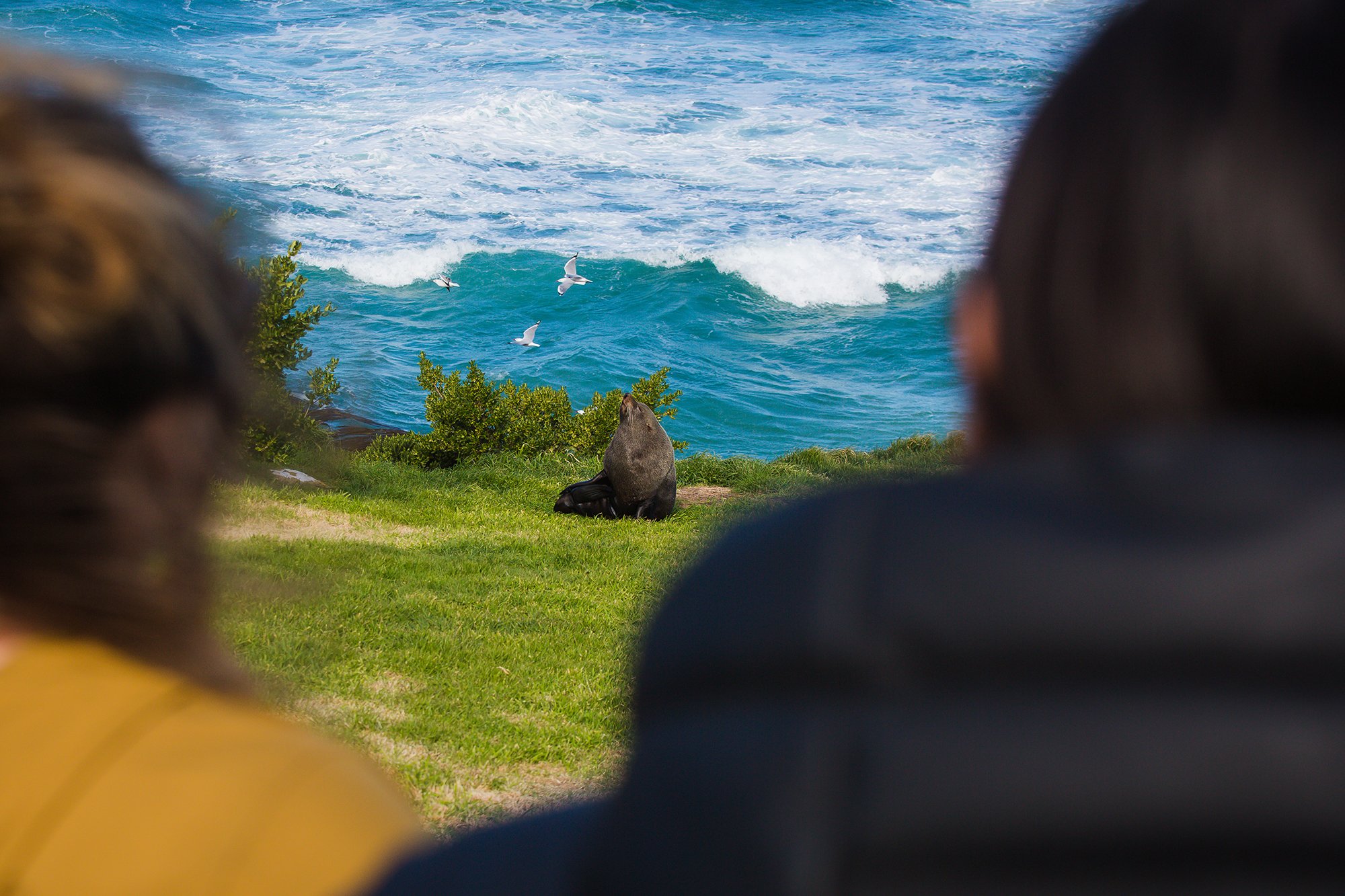 Penguin Place-9226.JPG