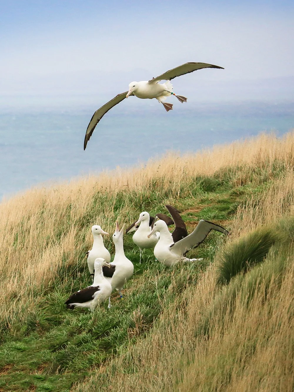 Albatross Colony.jpg