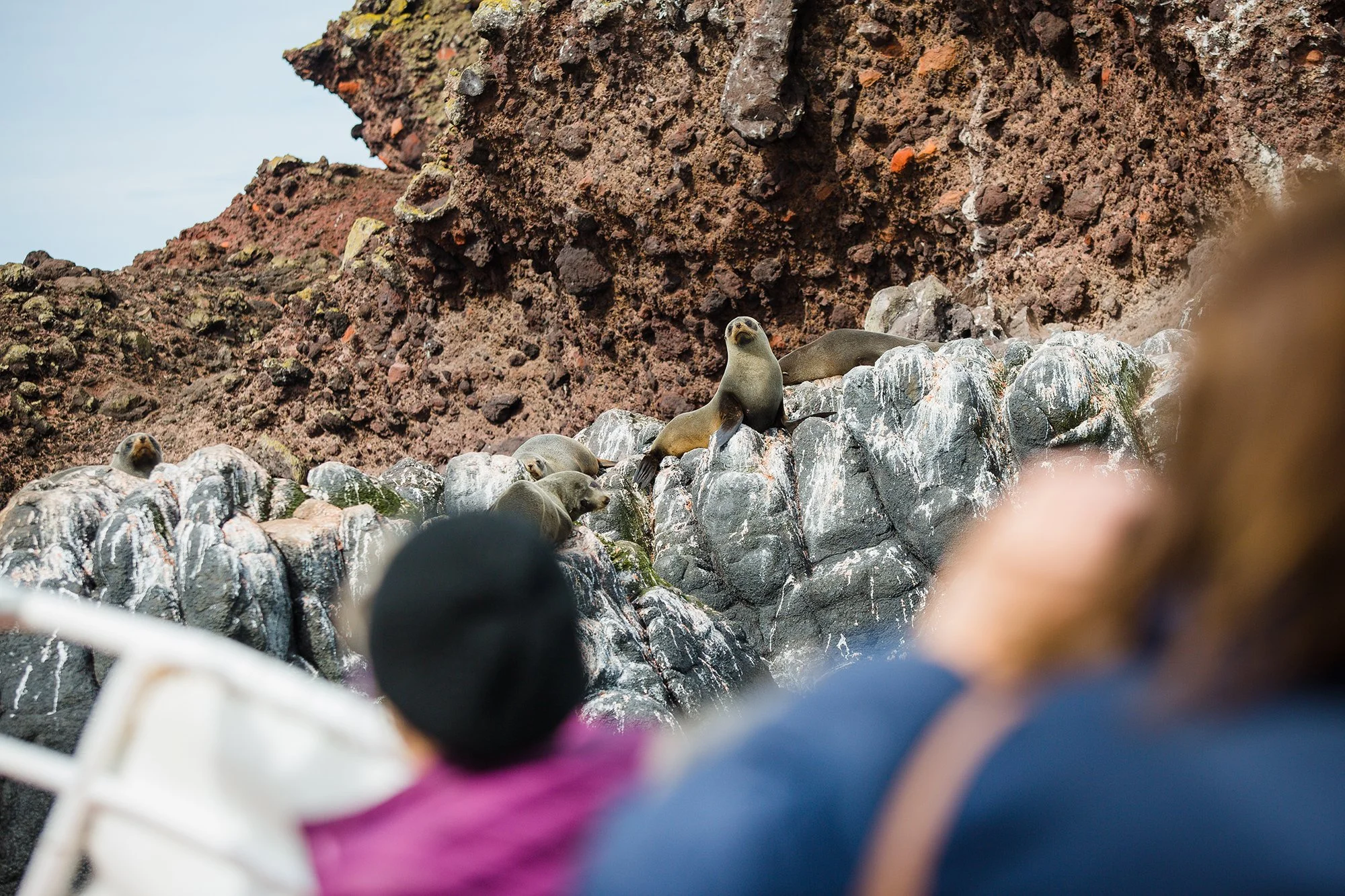 Fur Seal.jpg