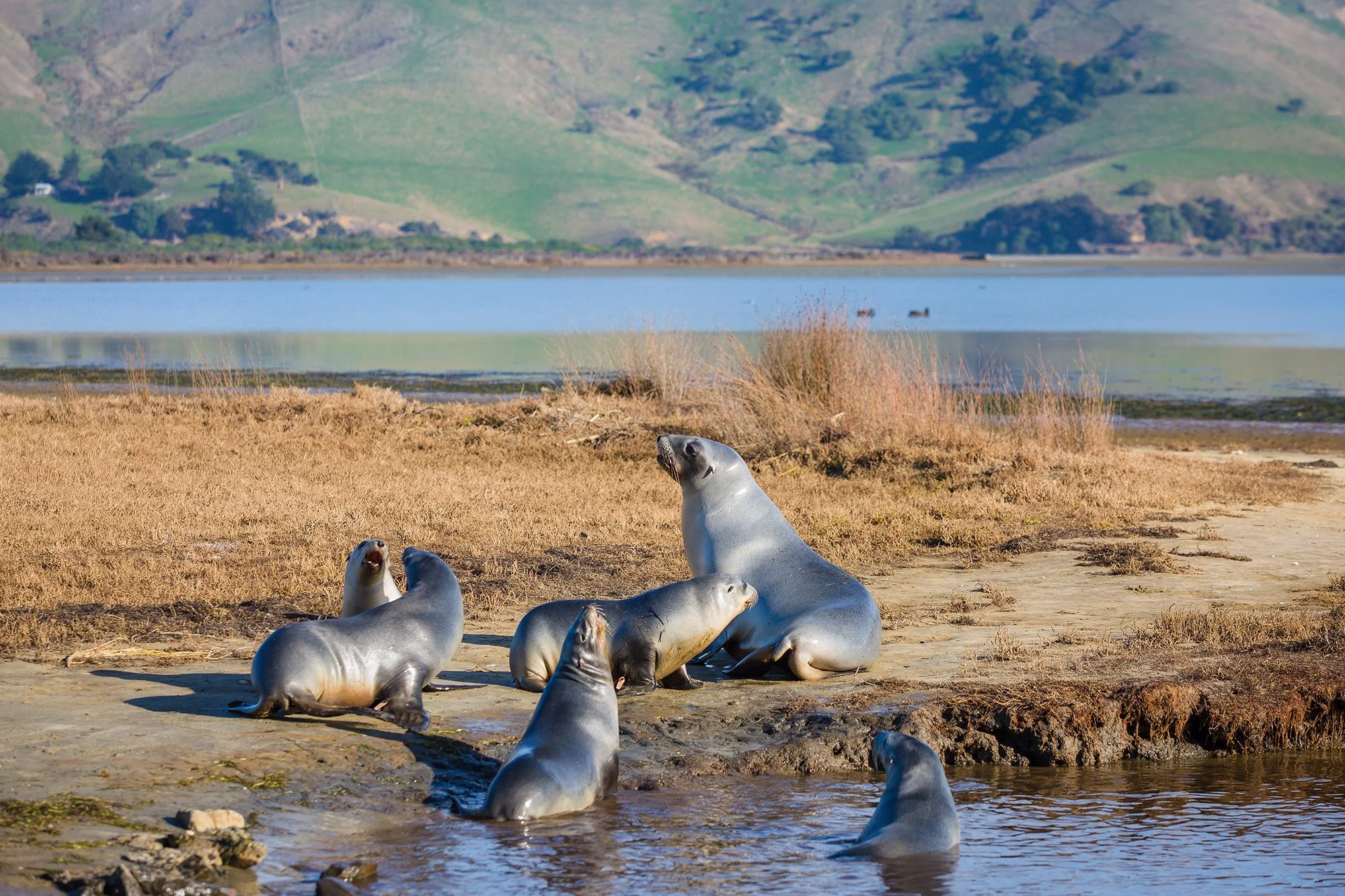 seals-3651a.jpg