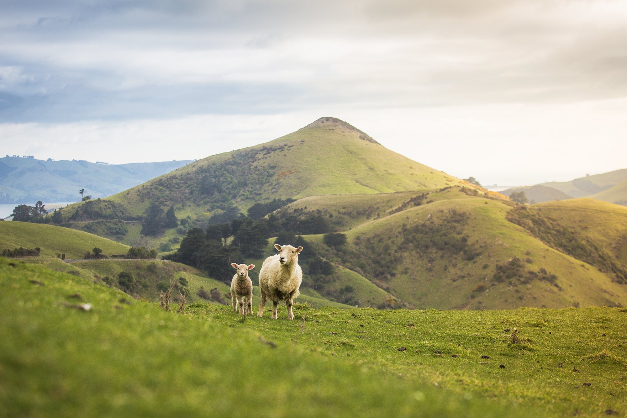 Otago Peninsula-1249a.jpg