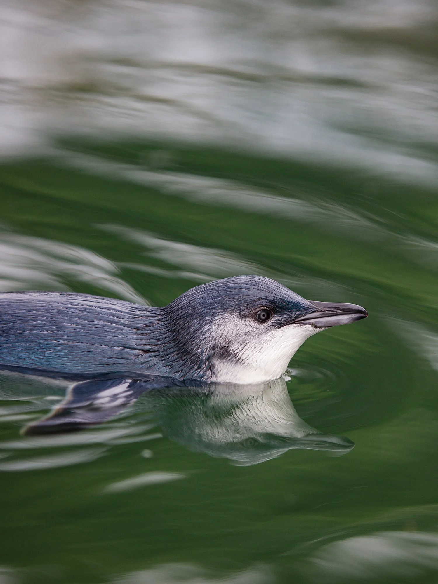 Blue Penguin.jpg