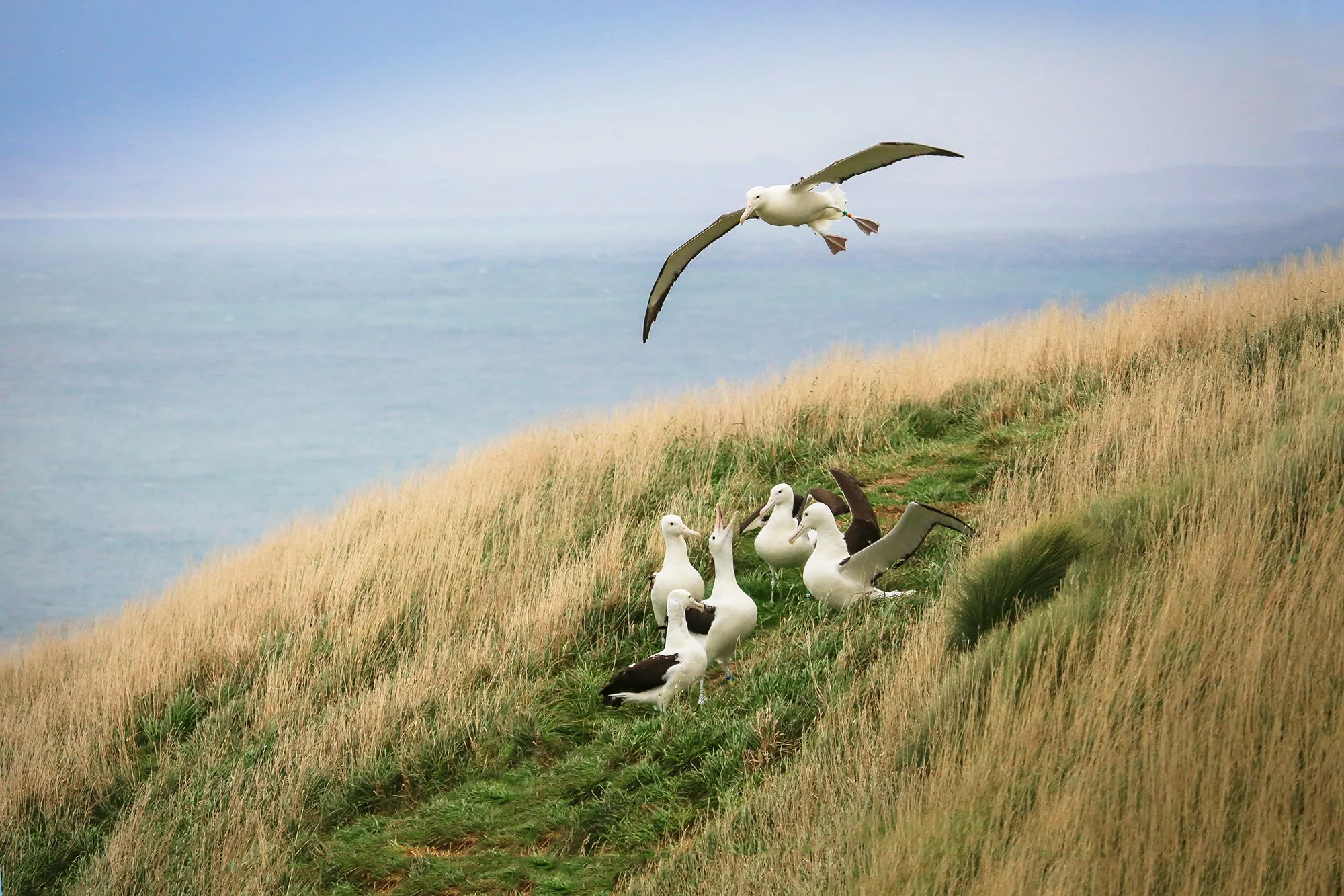 Albatross Colony.jpg