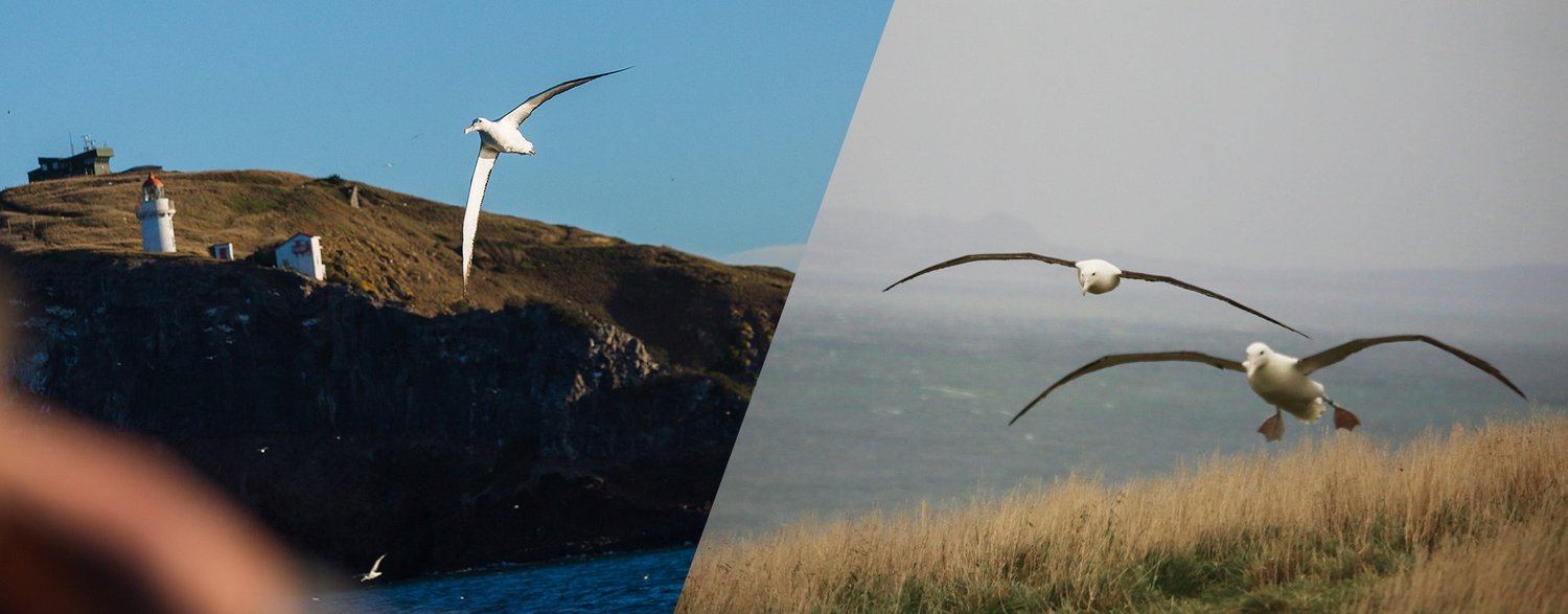 Double Albatross Combo — Monarch Wildlife Cruises & Tours