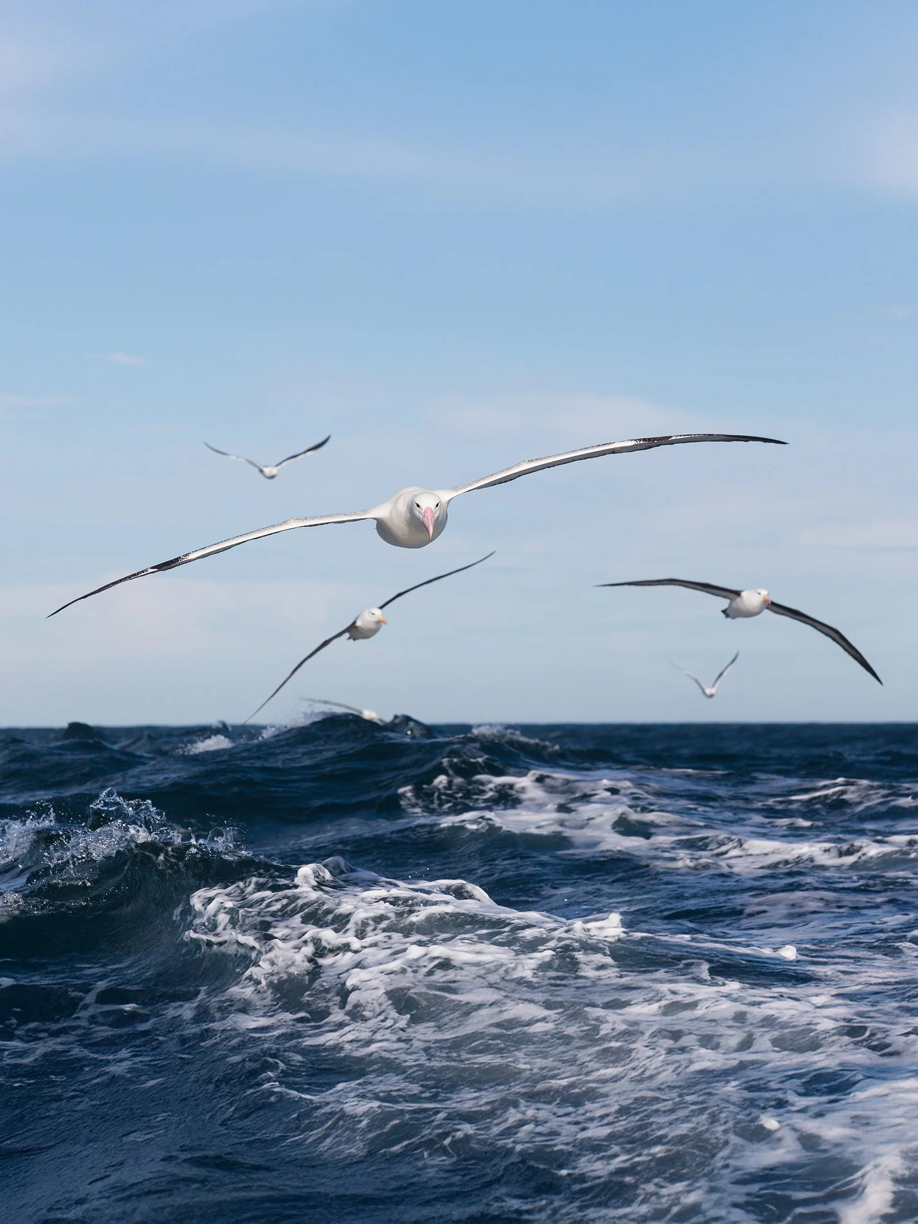 Southern Royal Albatross1.jpg