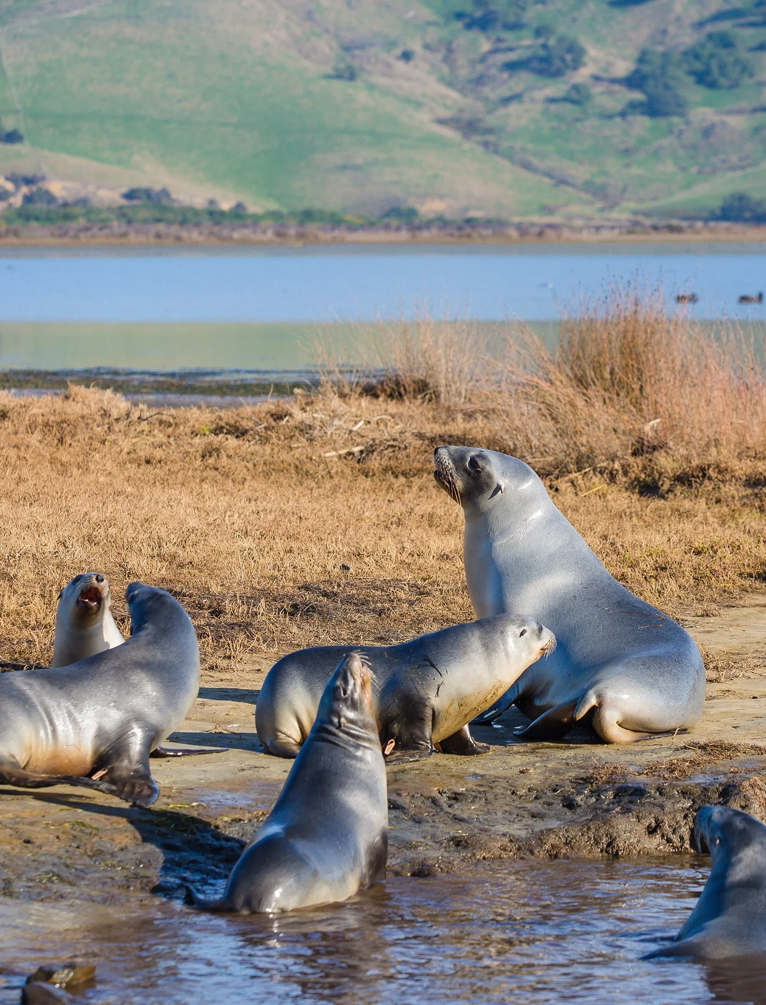 seals-3651.jpg