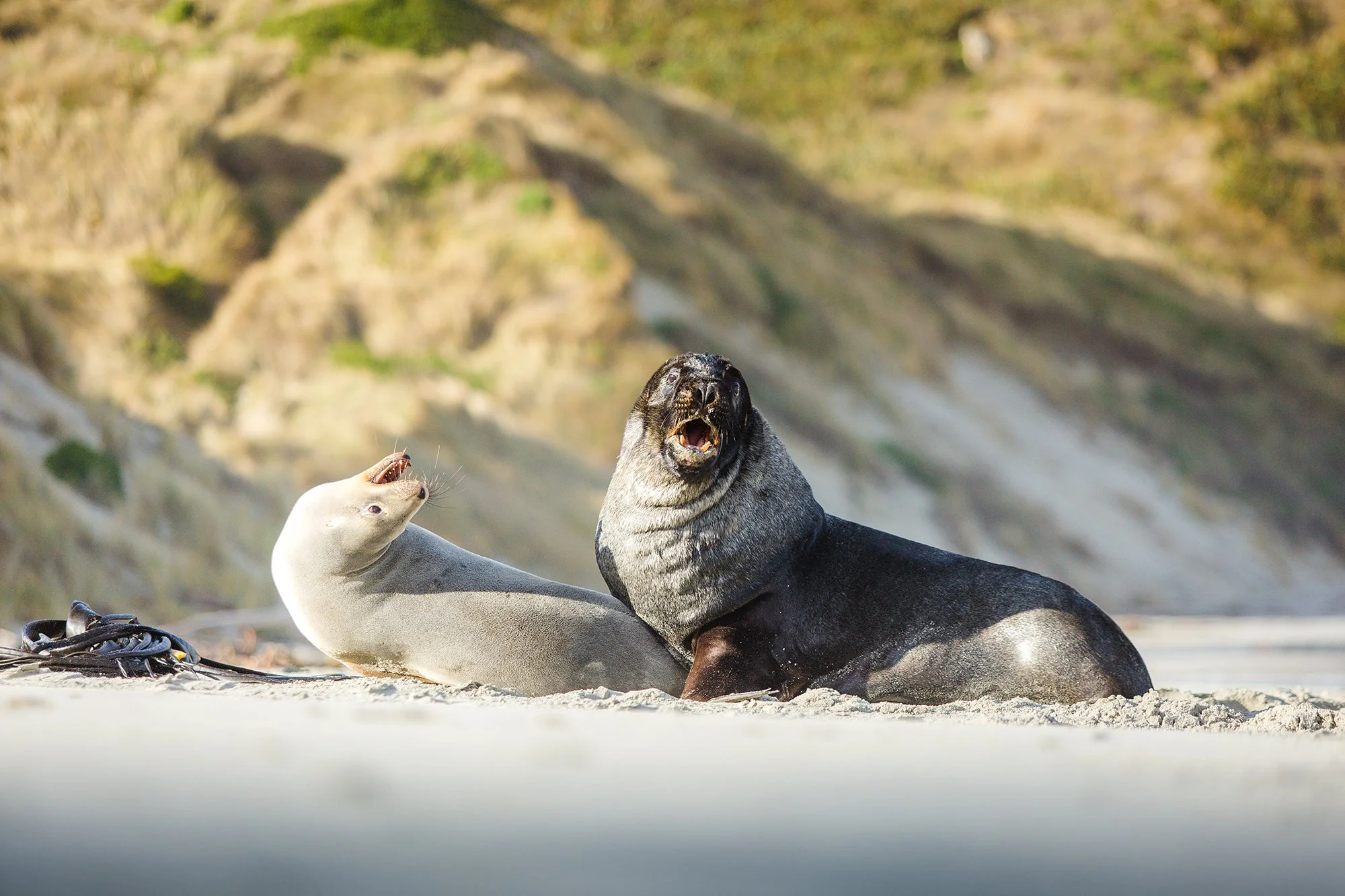 SeaLion-SandflyBay-6300a.jpg