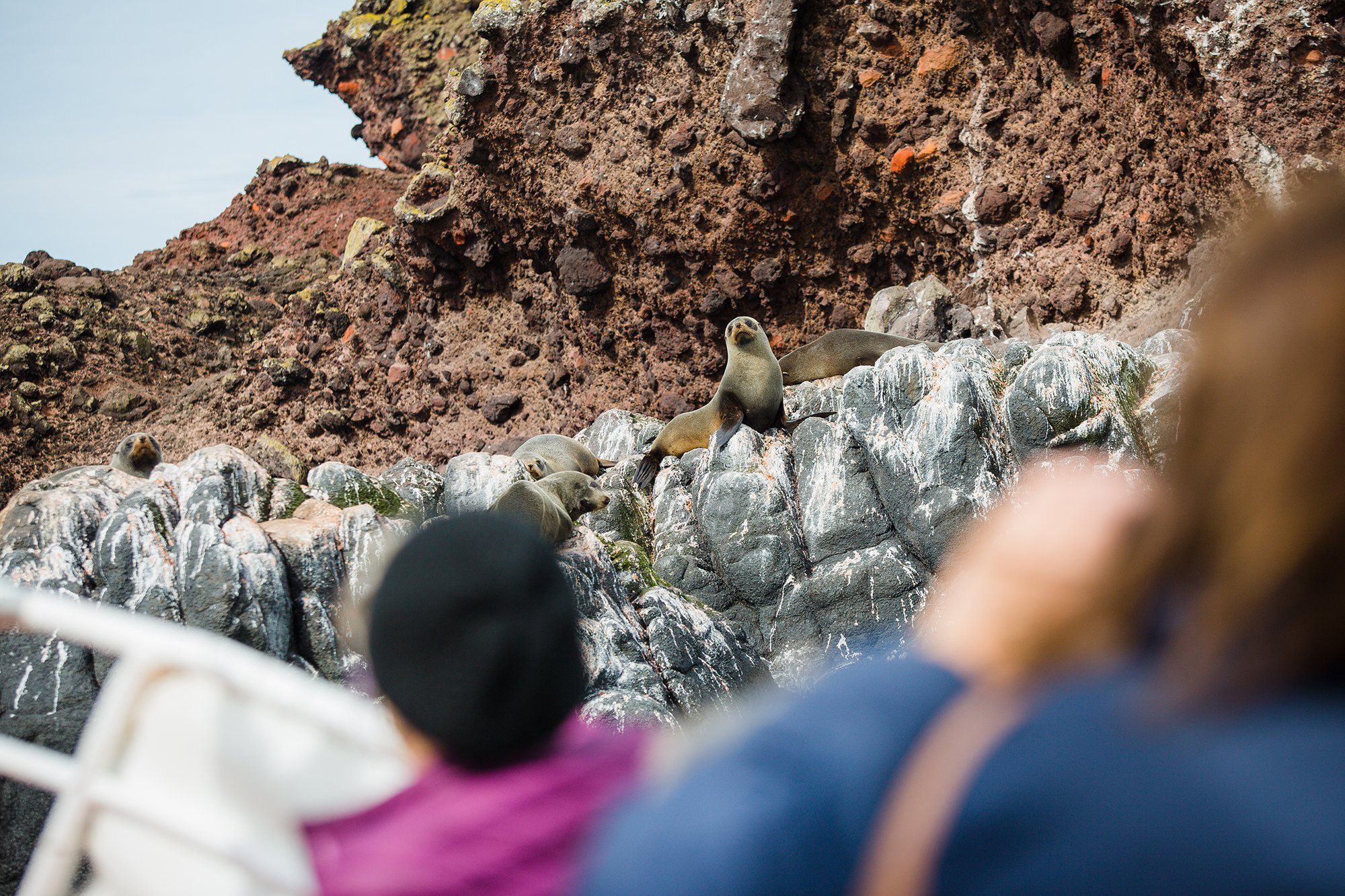 Fur Seal.jpg