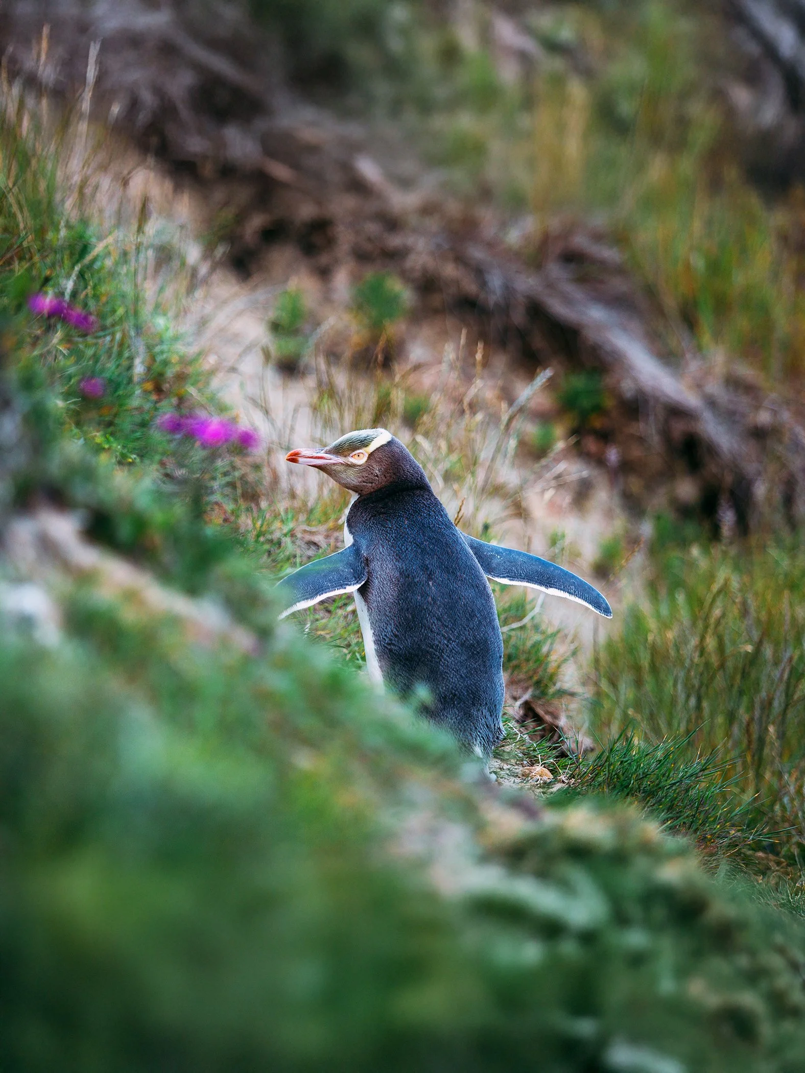 Yellow-eyed Penguin 1.jpg