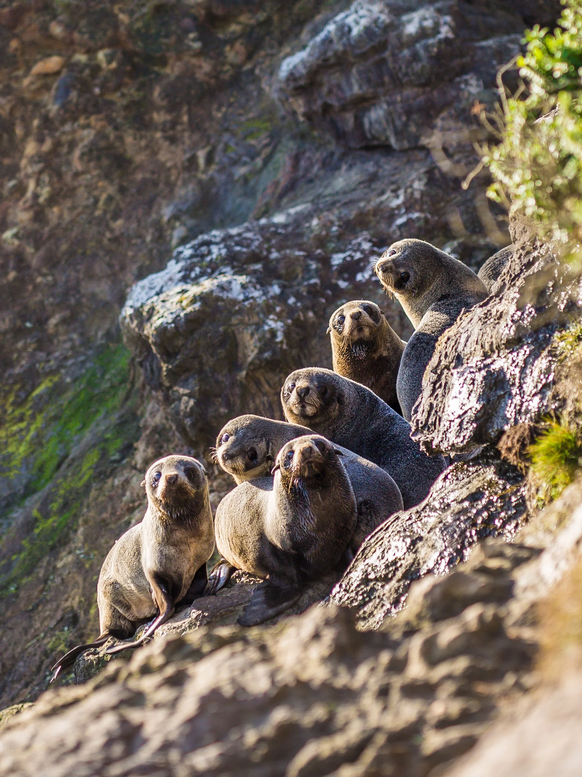 Fur Seal Pups (2).jpg