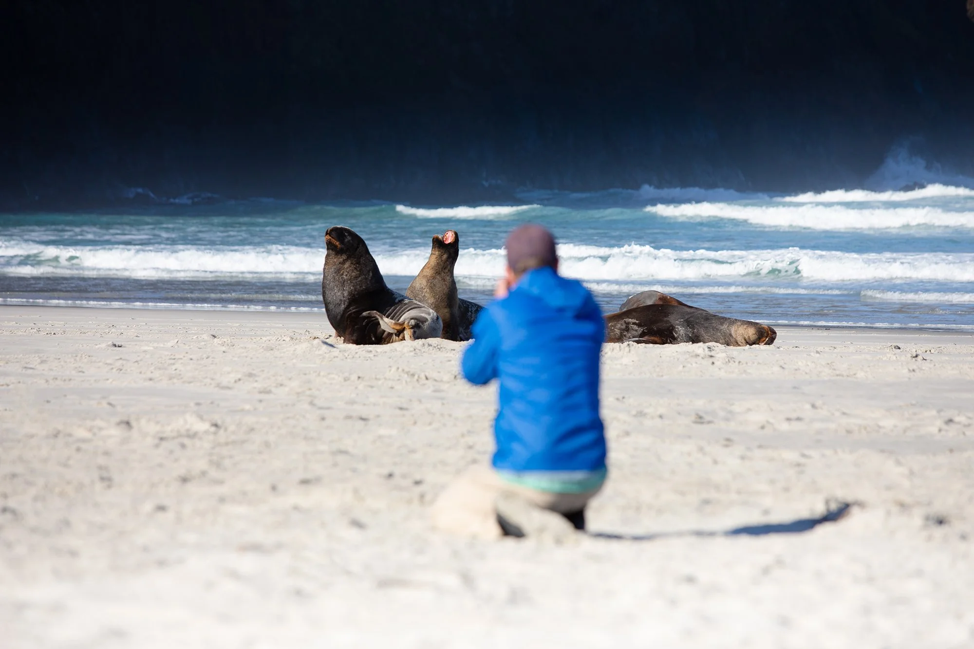 Sea Lion viewing.jpg