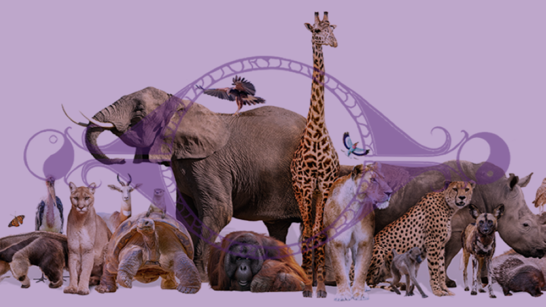 A variety of animals with the faded purple My Sacred Bridge logo