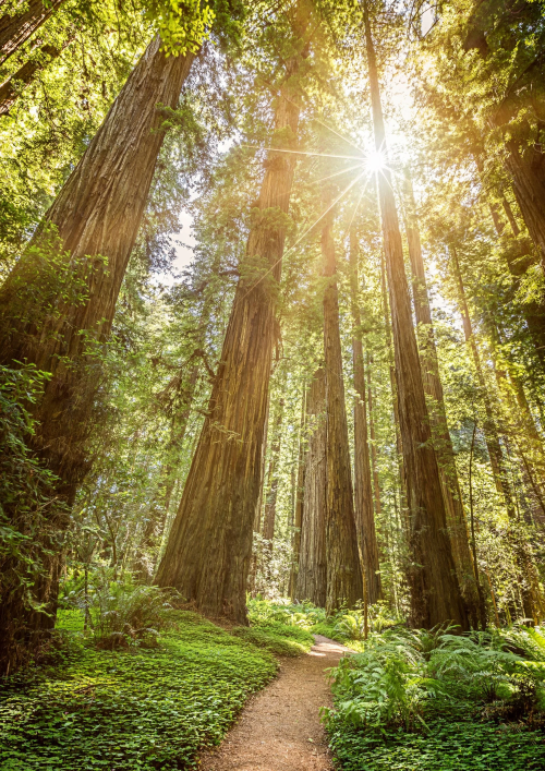 Path through a redwood forest with sun peeking between treetops