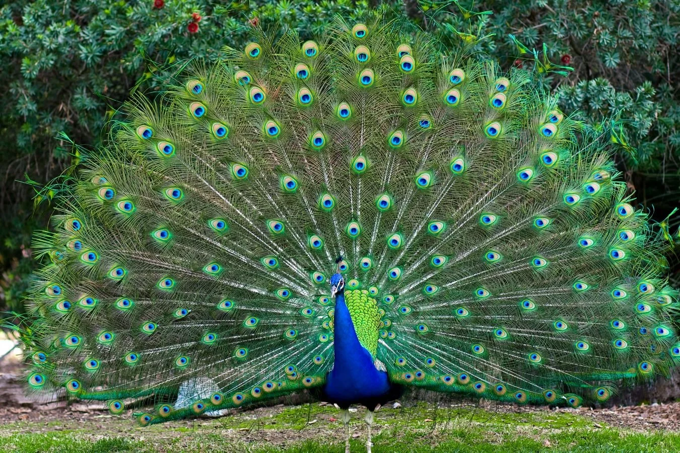 Peacock with fanned green feathers and the trademark stark blue eye markings