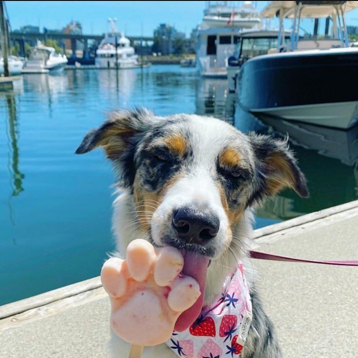 Our adorable customer @indie.the.aussie.floof enjoying our Tropical Mix Pawpsicle😋

Dont forget to attend our Pawpsicle Contest on Aug 28th!! 
.
.
.
.

#vancouversummer #icecream #vancouverdog #vancouver #pawpsicle #dogvancouver #vancouverdogs #vanc