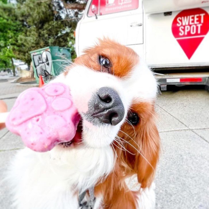 Adorable @hereistoby enjoying our mixed berries small sized pawpsicle! 

We are back open today from 11:30 to 8:00! Come enjoy some treats 🐾🍦
.
.
.
.

#vancouversummer #icecream #vancouverdog #vancouver #pawpsicle #dogvancouver #vancouverdogs #vanc