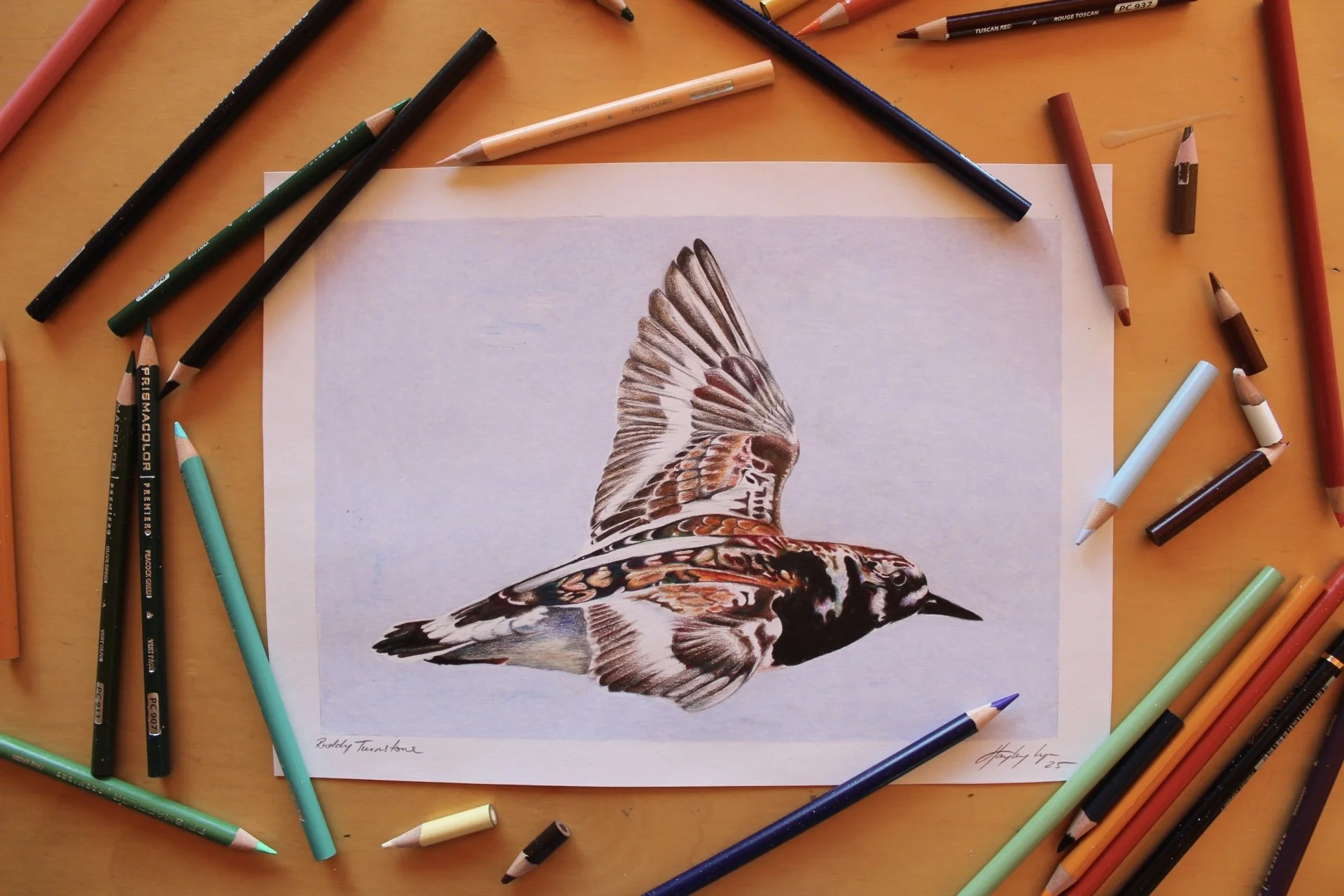 Ruddy Turnstone (Limited Edition Print)