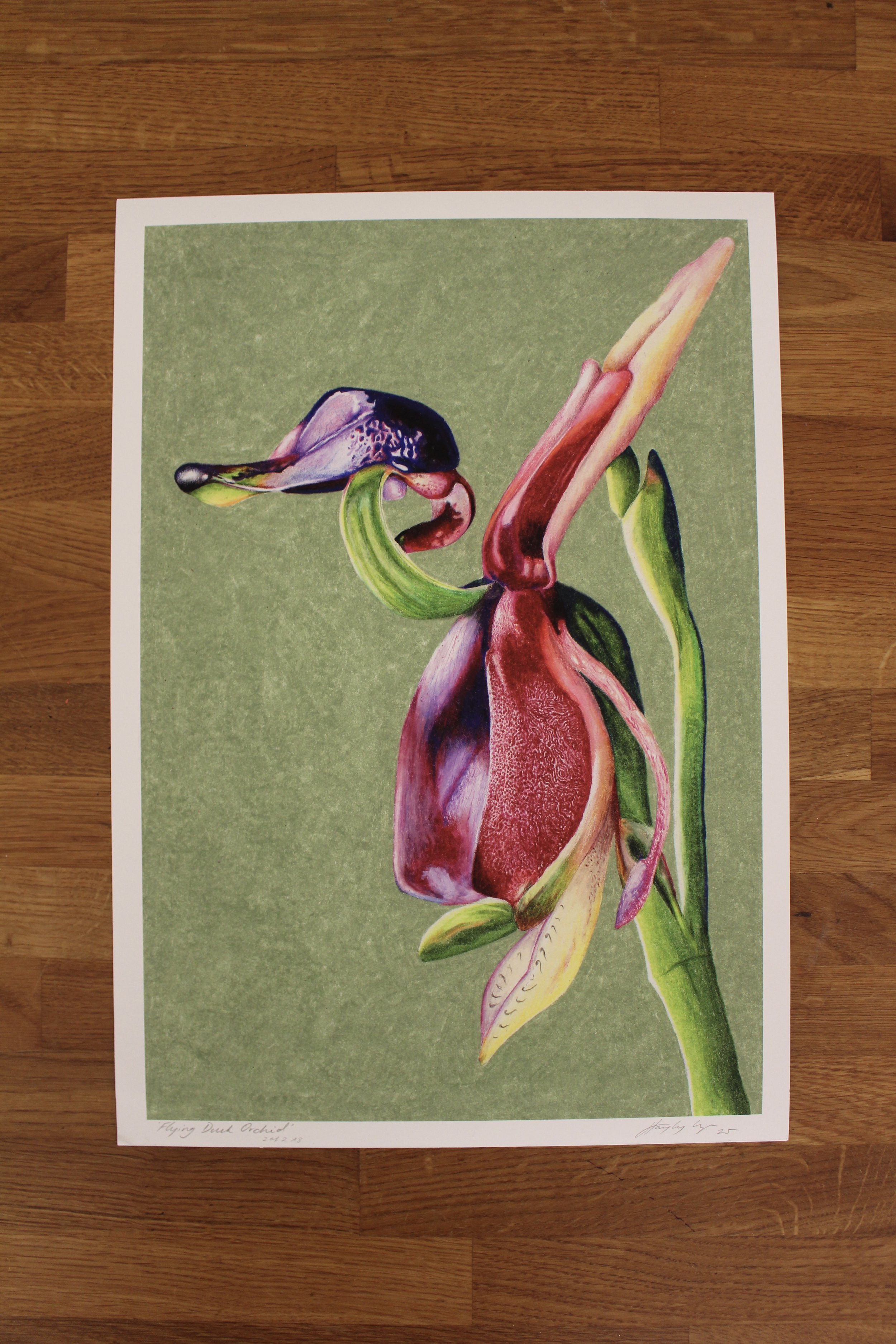 Flying Duck Orchid (Limited Edition Print)
