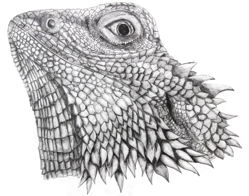 Bearded Dragon