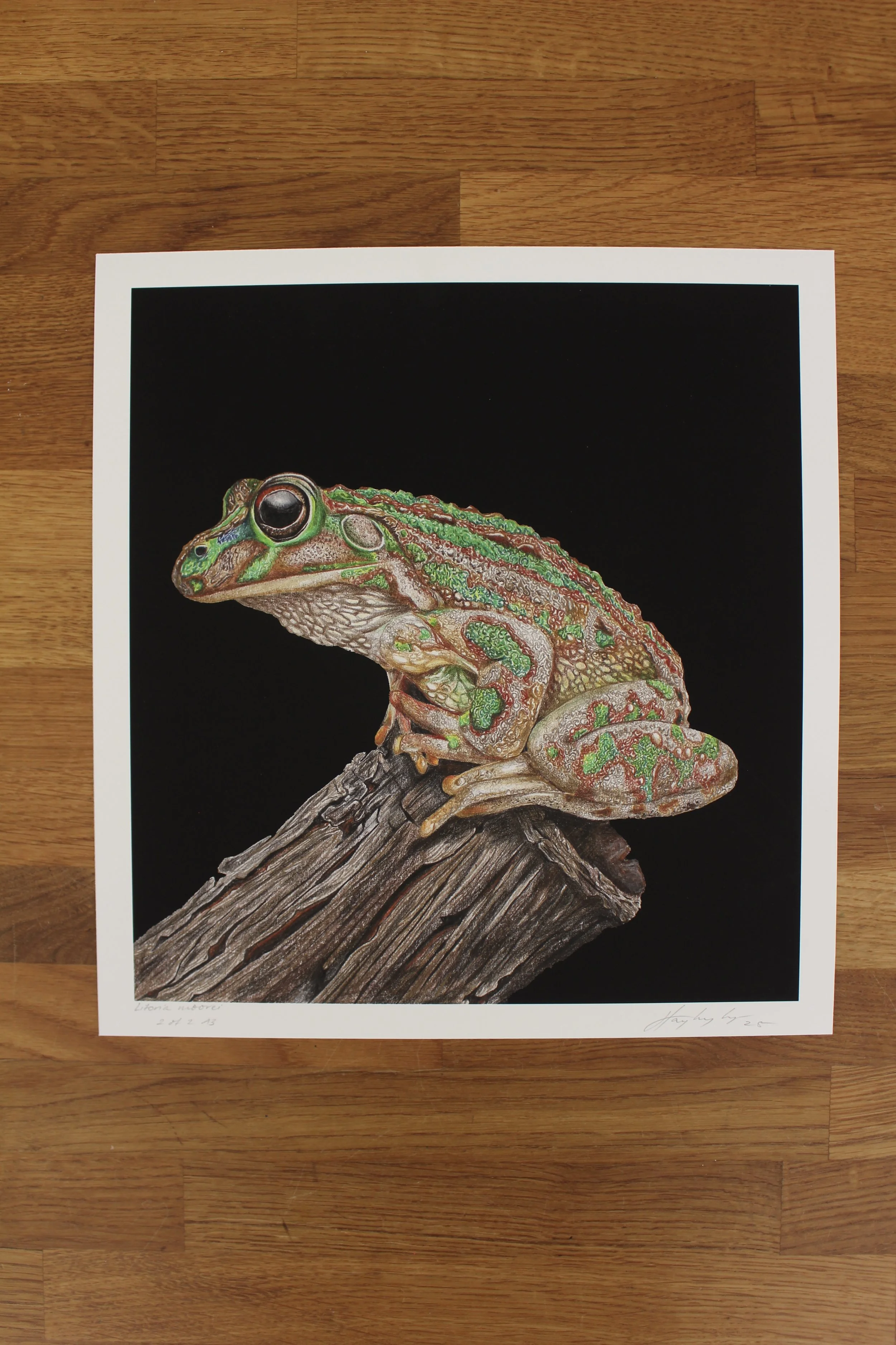 Litoria moorei (Limited Edition Print)