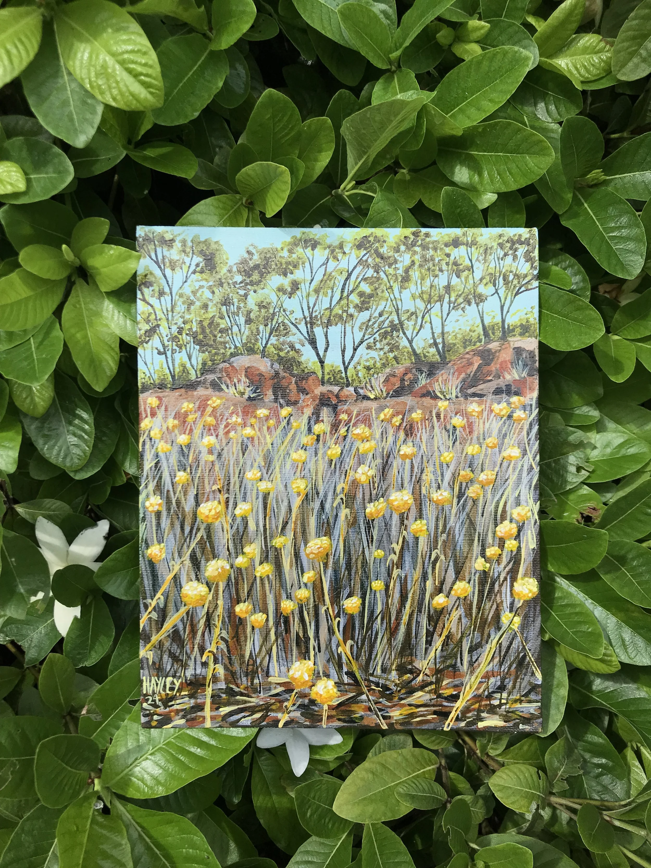 Billy Buttons - Original Artwork