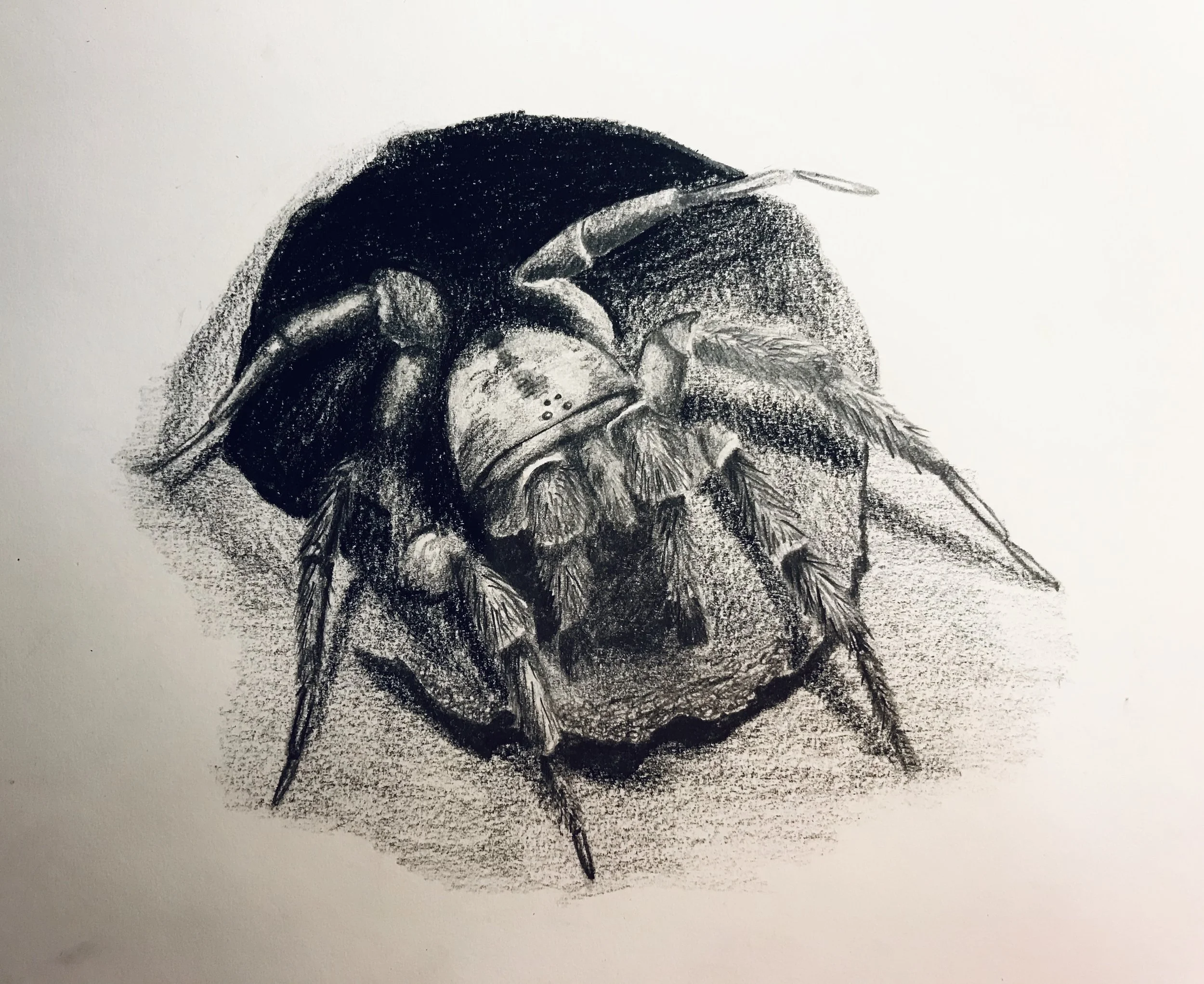 Trapdoor Spider.jpg