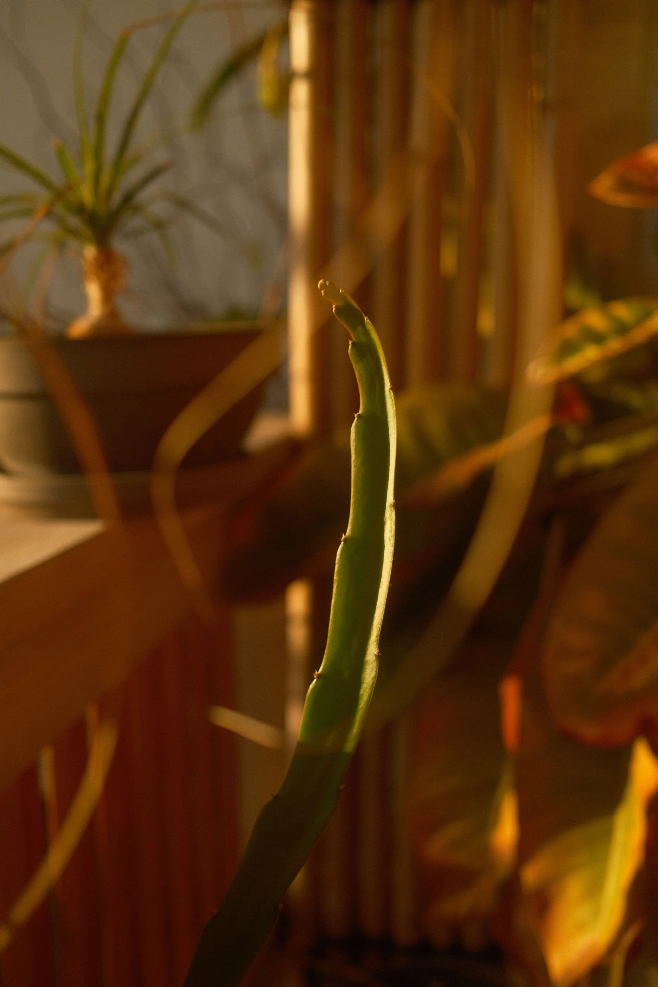 Gros plan d'une tige de cactus avec des épines.