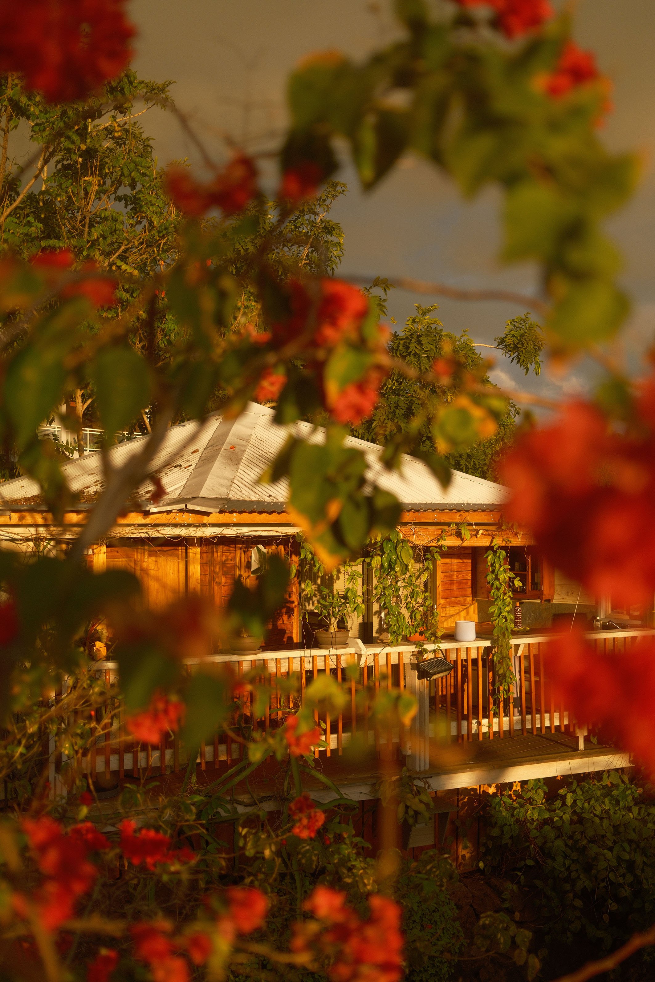 Une maison en bois avec une terrasse entourée de plantes et d'arbres, vue de l’extérieur lors du coucher du soleil ou en début de soirée.