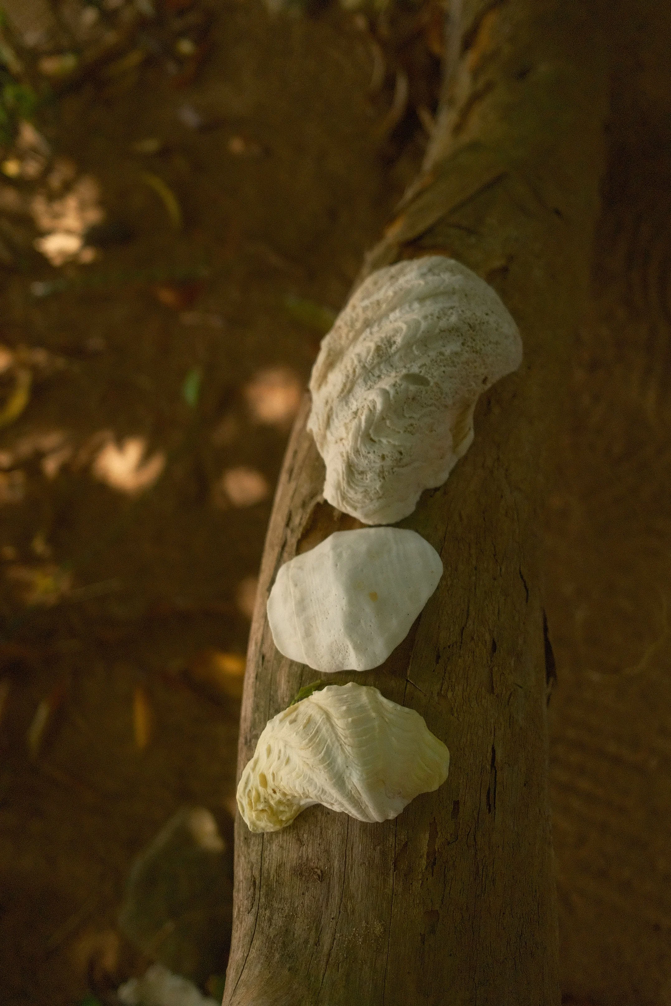 Plusieurs coquillages blancs alignés sur un morceau de bois, dans un environnement naturel.