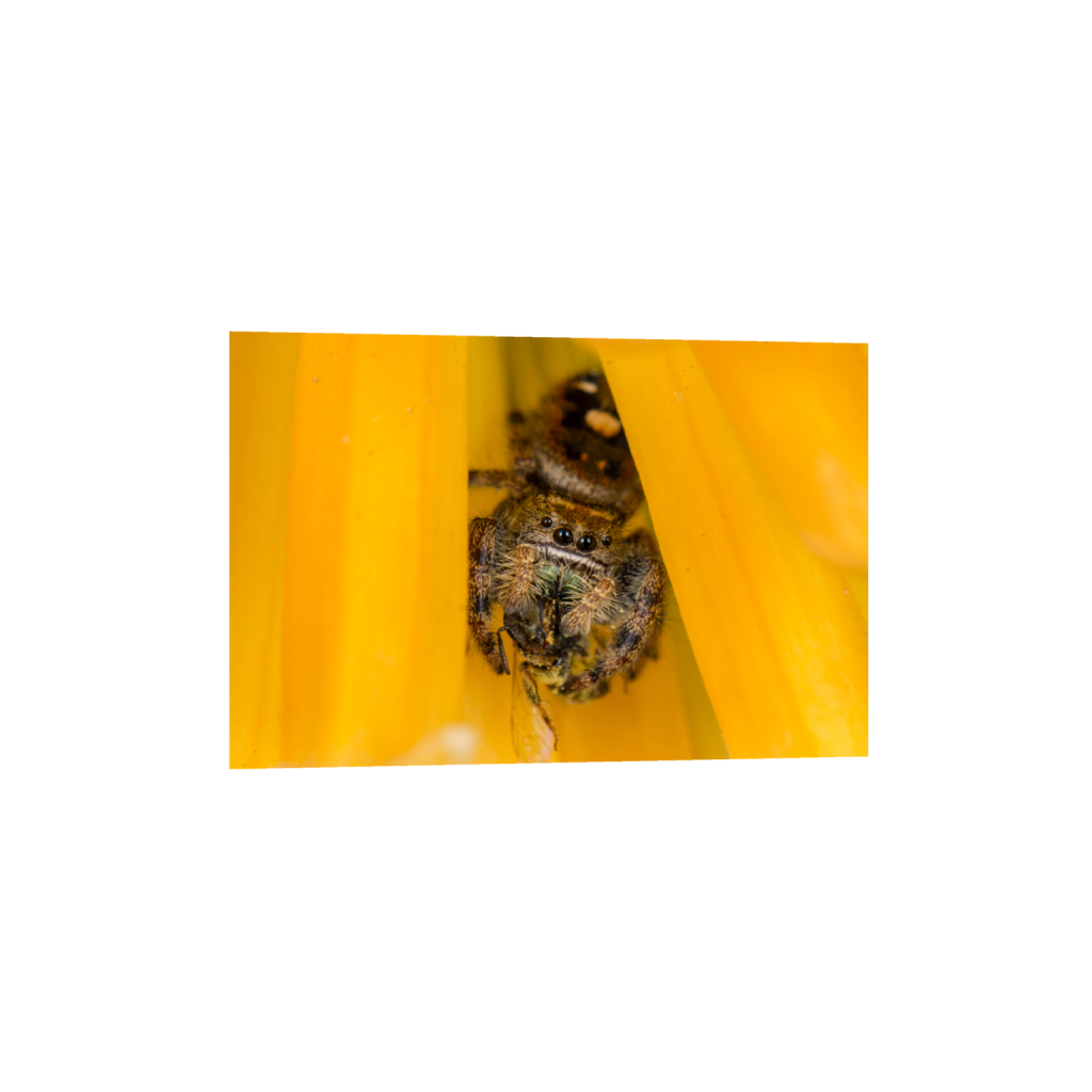 ptq_1_3_0_0_6000_4000_0_false_ffffff_0_0_.png