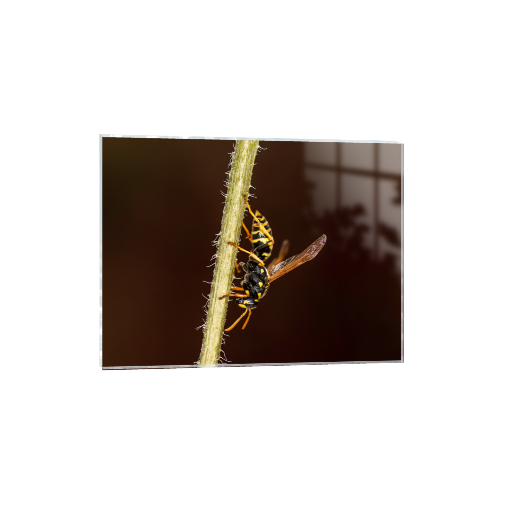 ptq_17_5_278_0_4452_3339_0_false_ffffff_0_0_.png