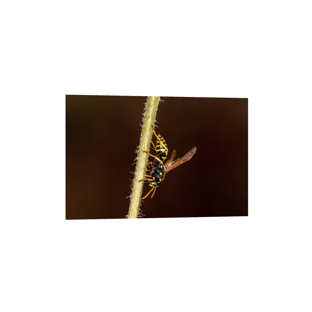 ptq_1_3_0_0_5008_3339_0_false_ffffff_0_0_.png