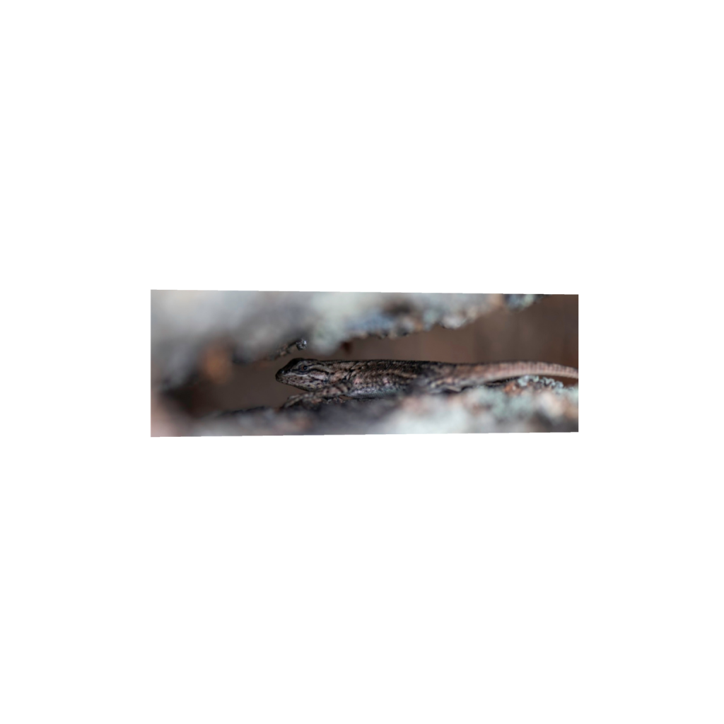 ptq_1_2_0_889_6531_2177_0_false_ffffff_0_0_.png