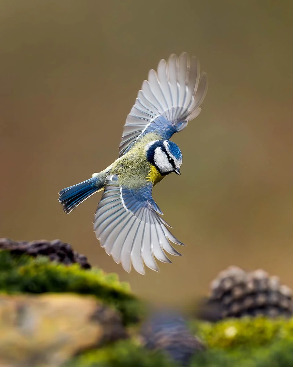 Blue tit flying, wide spread wings during spring