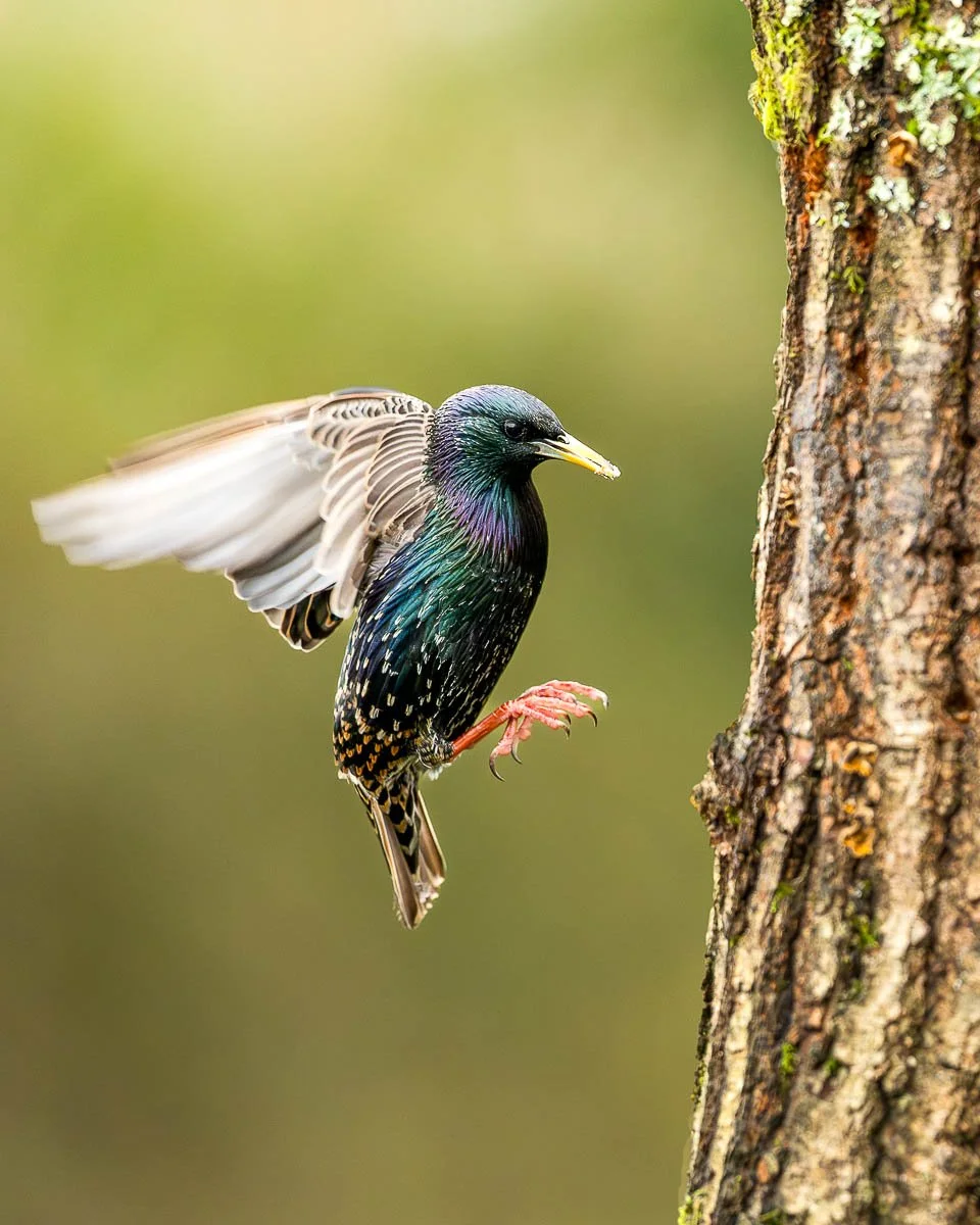 starling flying and landing on a tree, bright colourful bird, wildlife