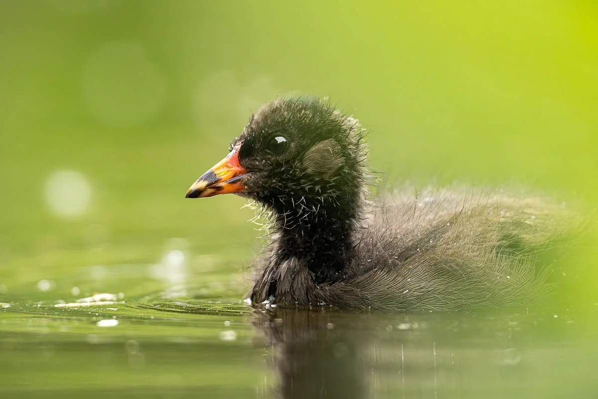 Wetlands-3.jpg
