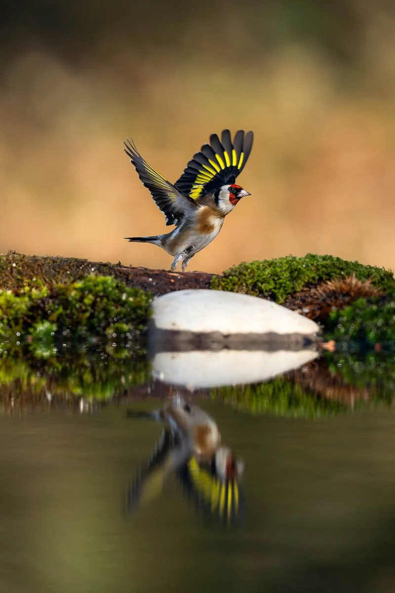Goldcrest about to take off and fly away and reflection during spring