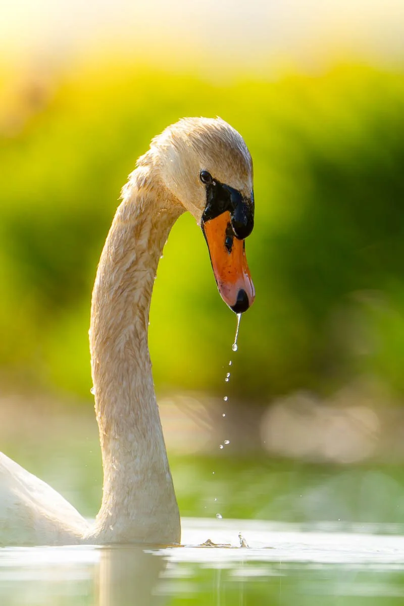 seaton-wetlands-swan-portrait-sunrise.jpg