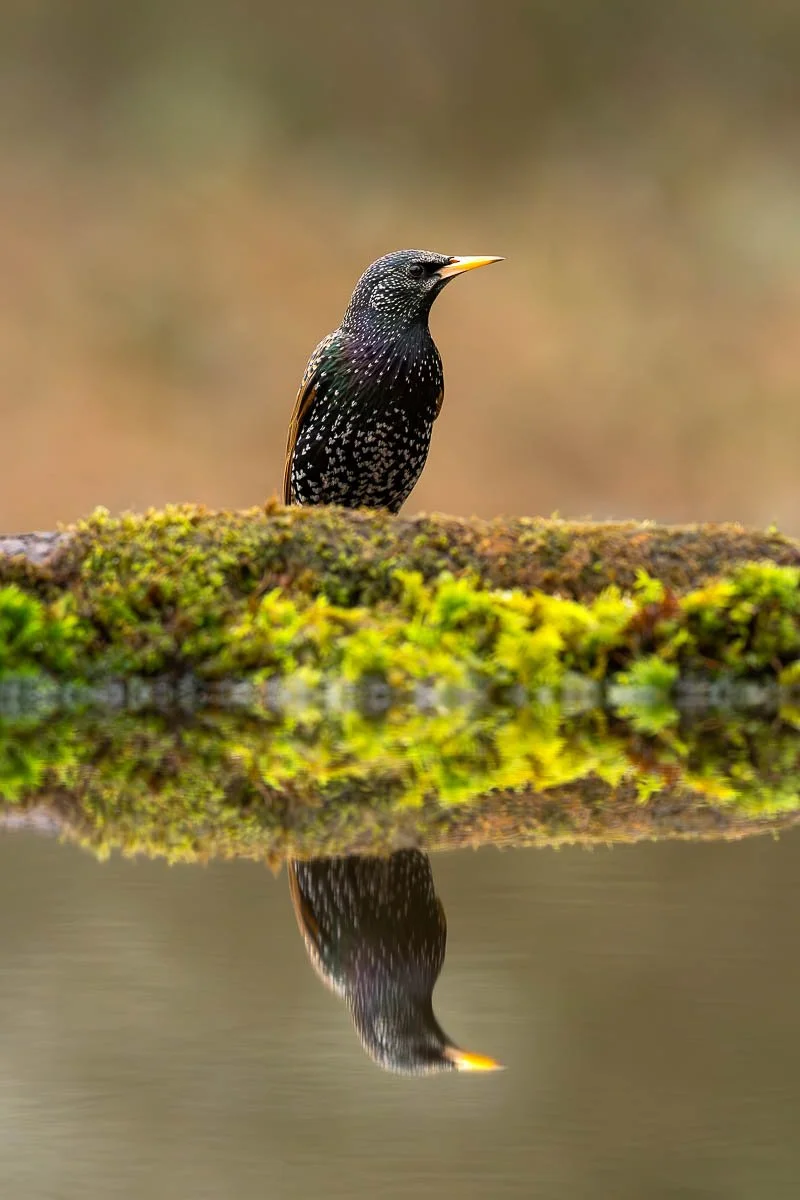 Starling posing for a reflection photograph in Spring