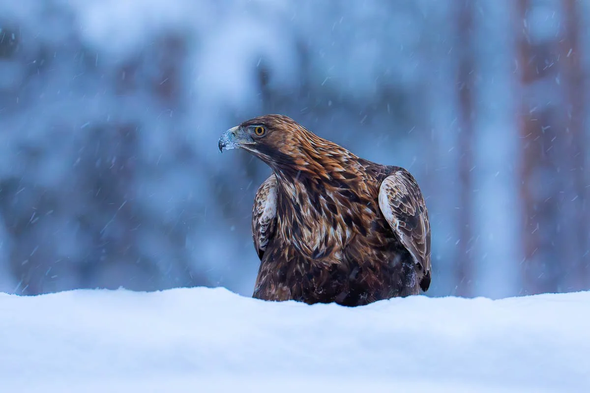 a golden eagle sat in snow in sweden during a cold winter