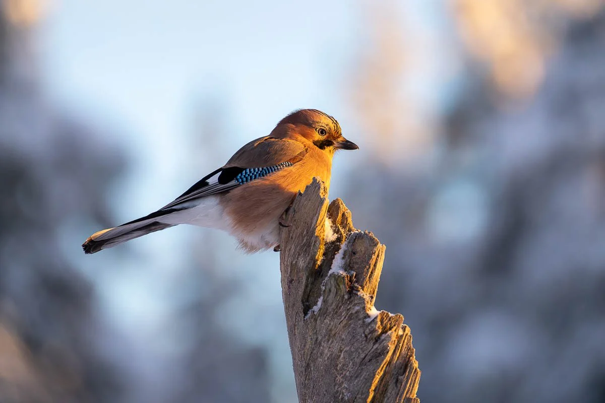 a small jay perched on a tree during sunrise in winter 