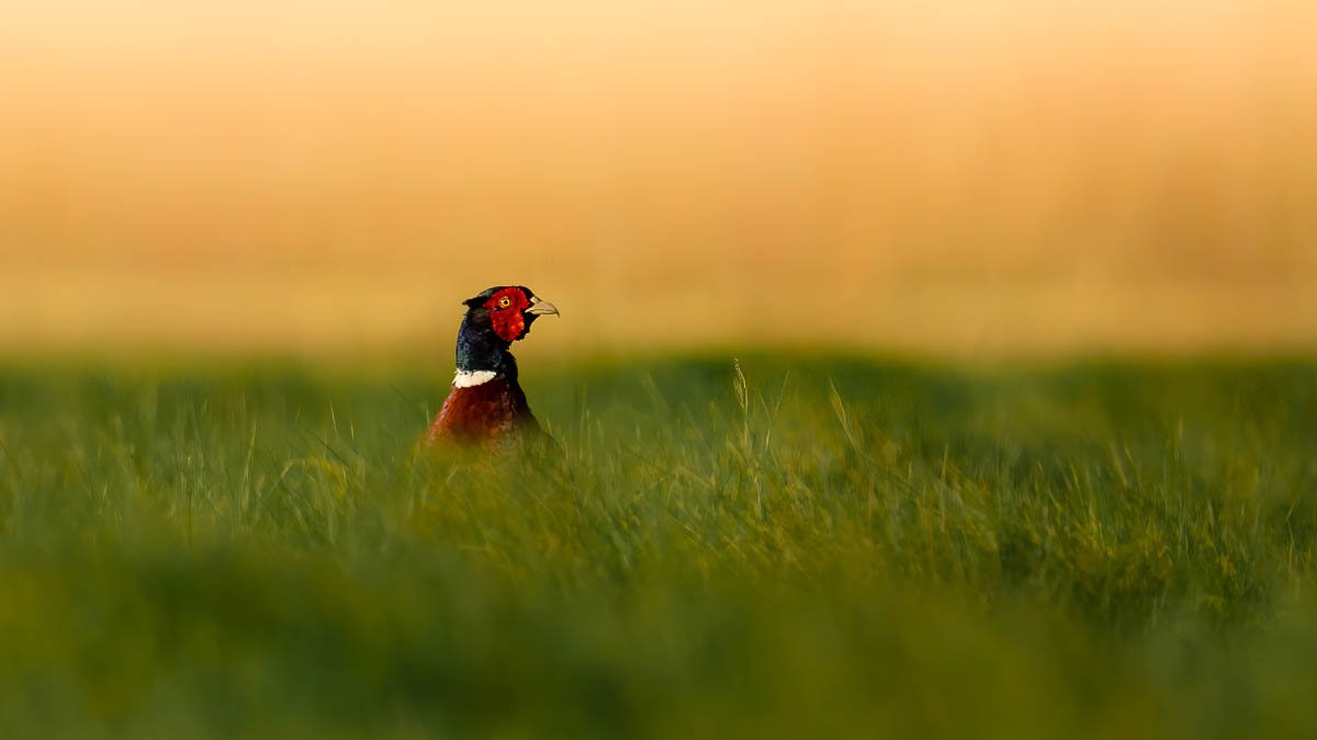 devon-seaton-wetlands-pheasent-sunset.jpg