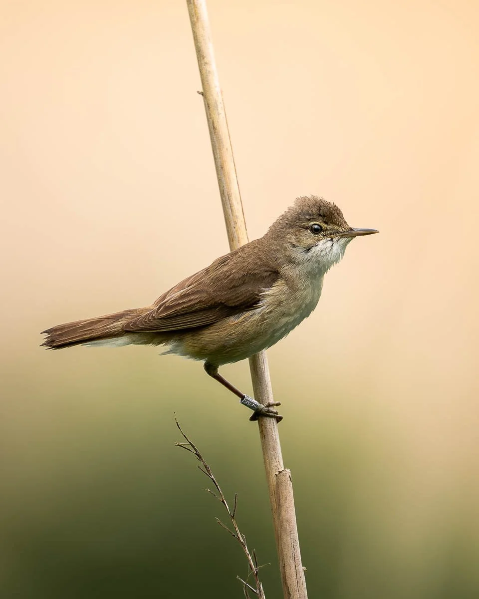 Devon Wildlife Workshops with Ben Kapur at Seaton Wetlands