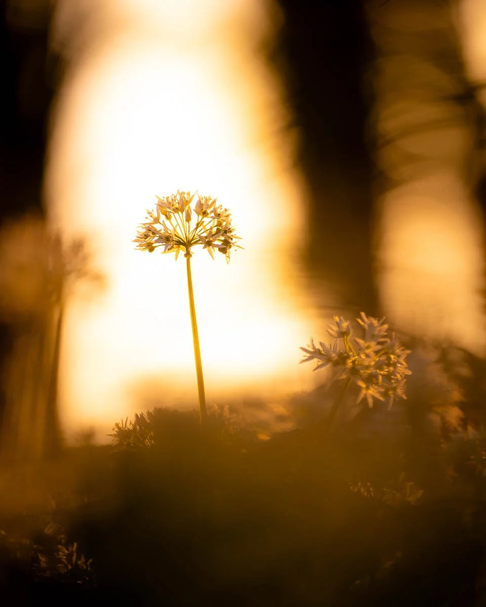 dorset-wild-garlic-sunrise-spring-golden-hour.jpg (Copy)