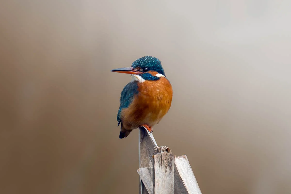 Personalised Photography Tuition Workshop with Professional Photographer Ben Kapur