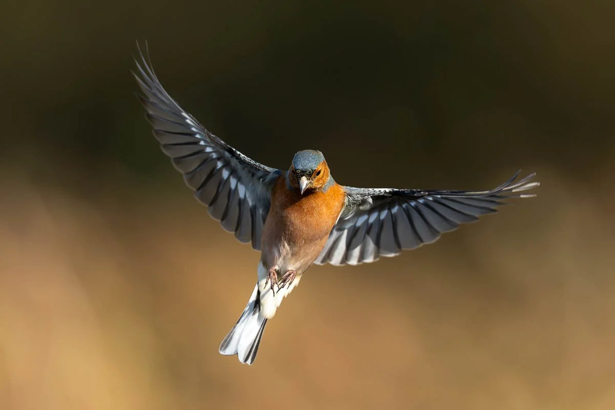 Chaffinch mid flight about to land in sunlight