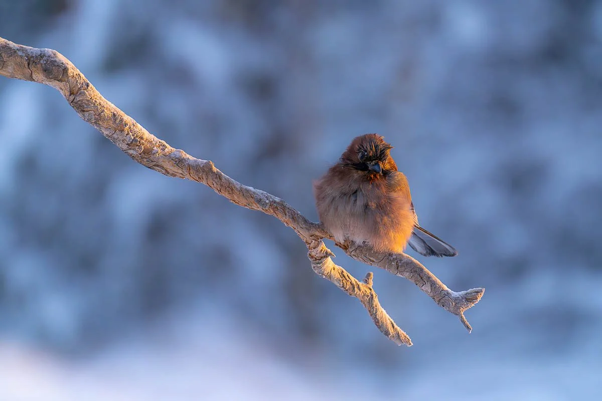 a jay sat on a branch during winter with golden sunlight 