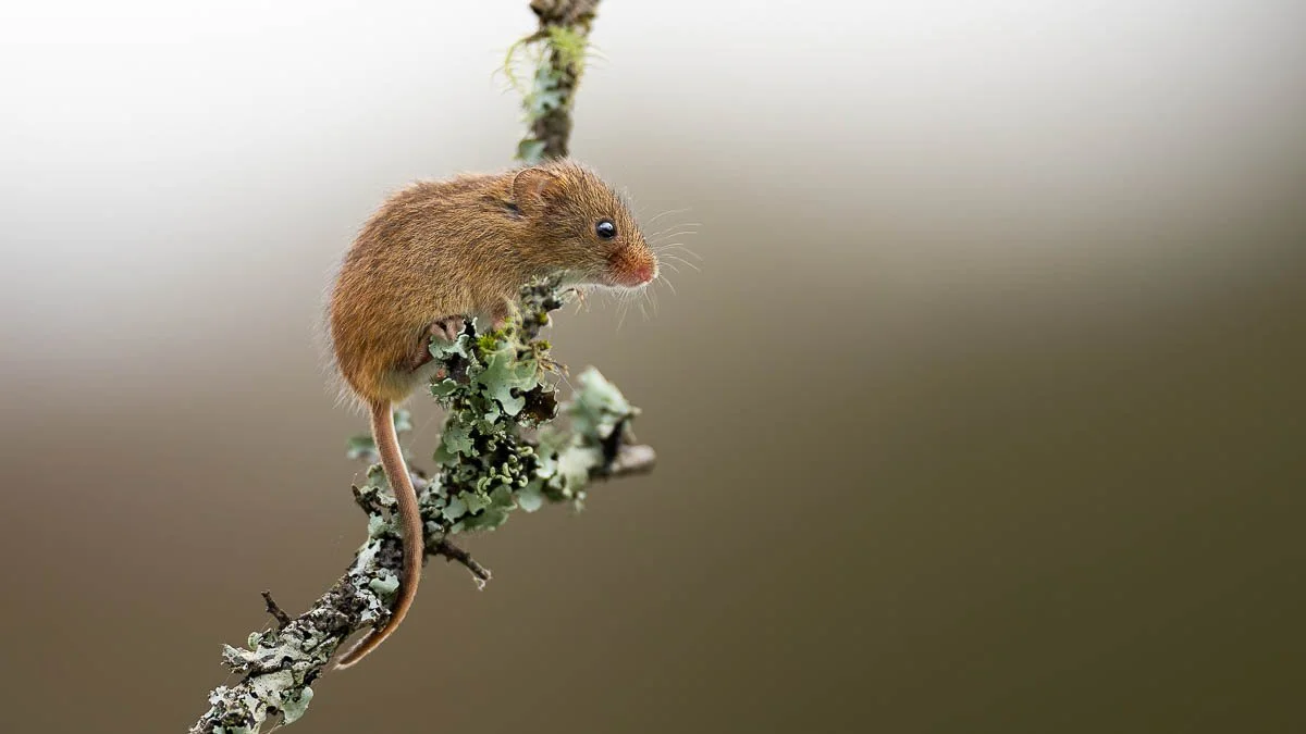 Harvest mose posing for a photograph
