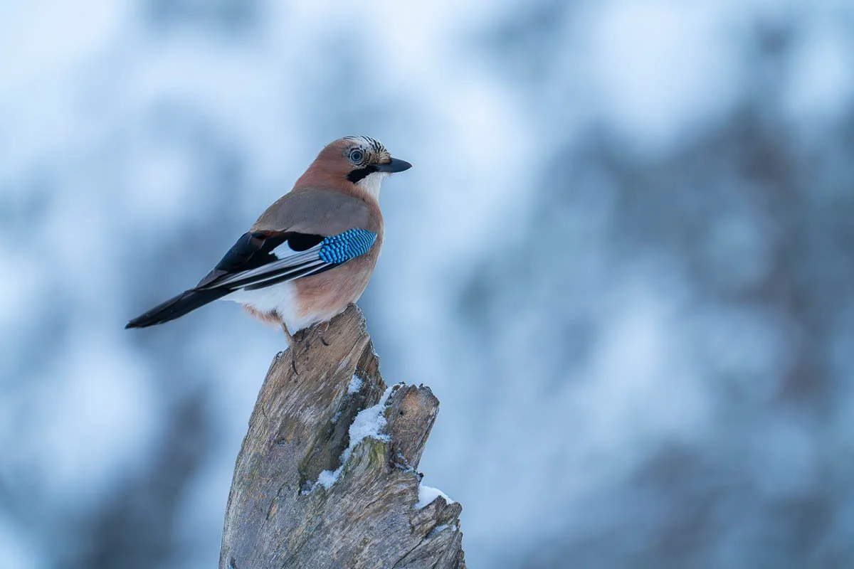 a beautiful jay sat on a tree stump in winter