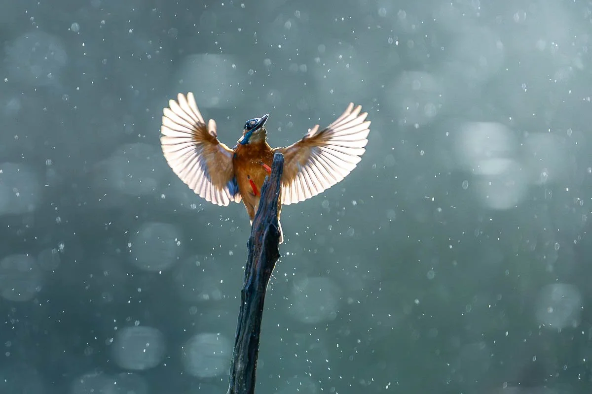 kingfisher-in-rain-chard-somerset-wildlife-bird-photography-autumn1.jpg